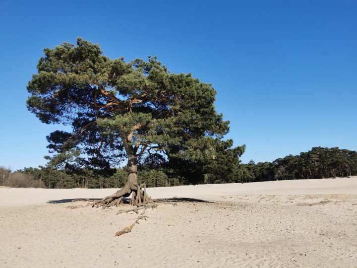 Lange Duinen sand dunes
